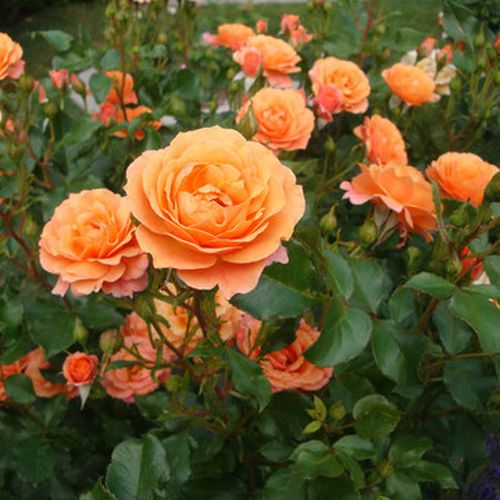 Broskvově-růžová - Stromkové růže, květy kvetou ve skupinkách - stromková růže s keřovitým tvarem koruny